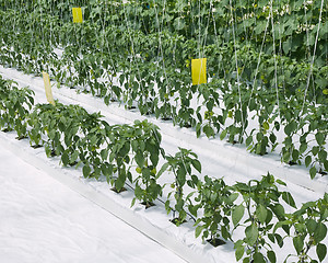 Image showing Inside Hydroponic Hothouse