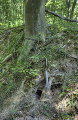 Image showing Fox Hole Burrow