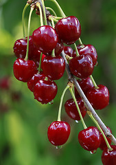 Image showing Ripe Cherry Branch