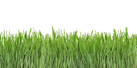 Image showing Grass Blades Cutout