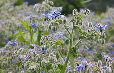 Image showing Borago Officinalis Plant