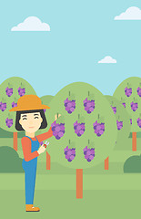 Image showing Farmer collecting grapes vector illustration.