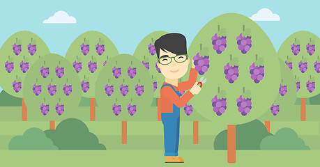 Image showing Farmer collecting grapes vector illustration.