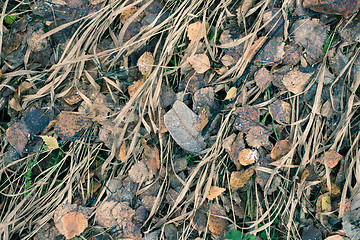 Image showing Dry Leaf On Ground