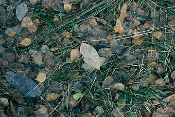 Image showing Dry Leaf On Ground