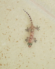 Image showing Lizard