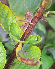 Image showing Grasshopper