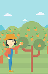 Image showing Farmer collecting oranges vector illustration.