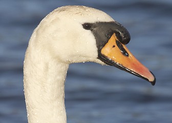 Image showing Swan