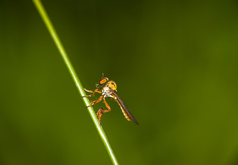 Image showing Robbery Fly