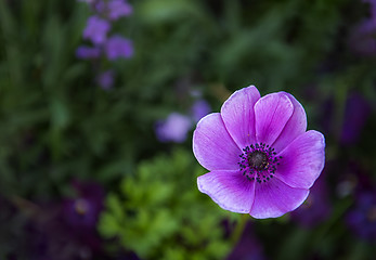 Image showing Purple Flower