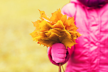 Image showing close up of girl with maple leaves bunch outdoors