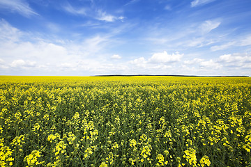 Image showing flowering canola. spring