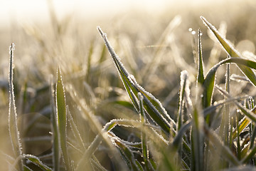 Image showing young grass plants, close-up