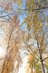 Image showing birch tree in autumn