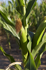 Image showing Green immature corn