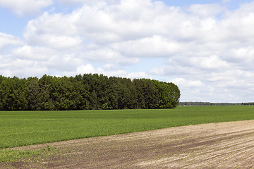 Image showing plowed for crop land