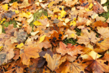 Image showing Autumn Park, overcast