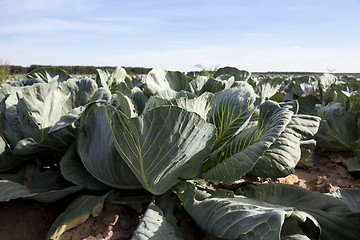 Image showing green cabbage field