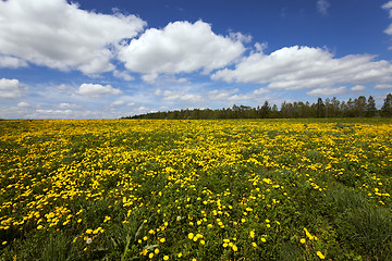 Image showing yellow dandelions in spring season