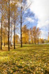 Image showing autumn foliage , defocus