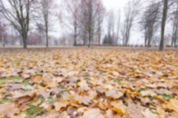 Image showing Autumn Park, overcast