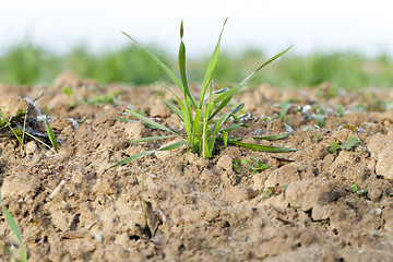 Image showing young grass plants, close-up