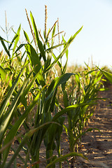 Image showing Green immature corn