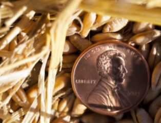 Image showing cereal farming field