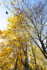 Image showing birch tree in autumn