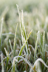 Image showing young grass plants, close-up