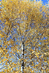 Image showing birch tree in autumn