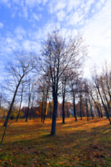 Image showing autumn in the park