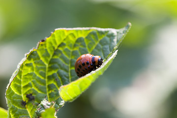 Image showing Colorado potato beetle on potatoes