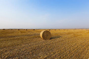 Image showing haystacks in a field of straw