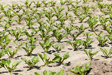 Image showing beetroot sprouts in the spring