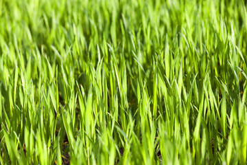 Image showing green wheat, close-up