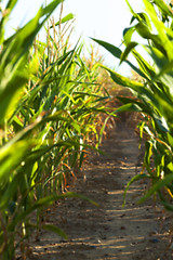 Image showing Green immature corn