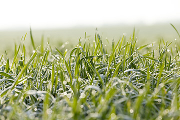 Image showing young grass plants, close-up