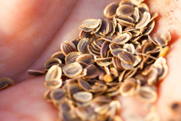 Image showing mature seeds of dill