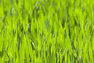 Image showing green field with cereal