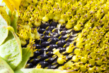 Image showing photographed close-up of a sunflower