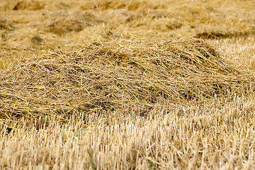 Image showing background stack of straw