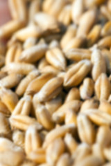 Image showing wheat, close up