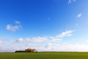 Image showing agriculture, cereal - wheat