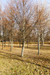 Image showing autumn in the park