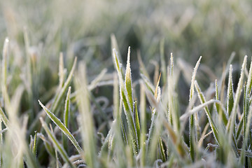 Image showing young grass plants, close-up