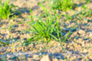 Image showing field with young wheat