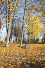 Image showing birch tree in autumn