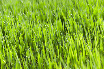 Image showing Field of wheat